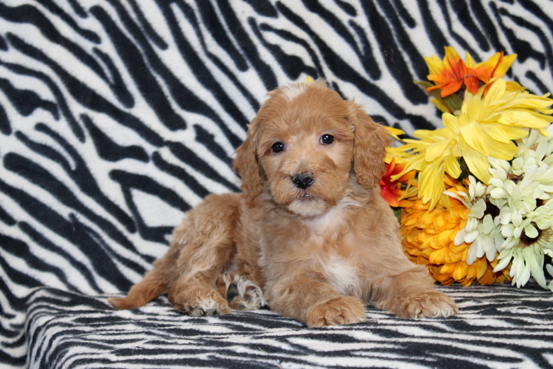 puppy, for, sale, Mini Goldendoodle F2B, Matthew B. Stoltzfus, dog, breeder, Gap, PA, dog-breeder, puppy-for-sale, forsale, nearby, find, puppyfind, locator, puppylocator, aca